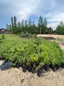 calgary trees shrubs